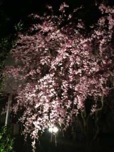 ライトアップのしだれ桜