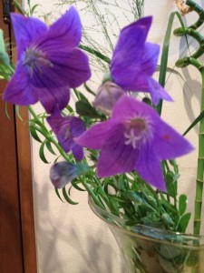 もう桔梗が…夏 ？