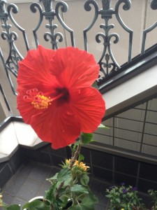 まだまだ咲くよ