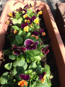 ビオラの季節よ