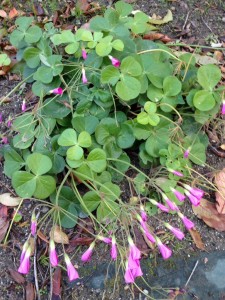 四つ葉のクローバー ？