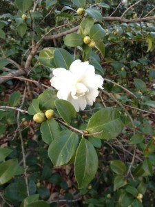 白ツバキ