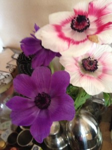 アネモネ咲き誇る