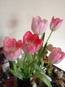 咲いたチューリップ