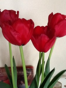 赤いチューリップ