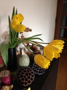 伸びるチューリップ