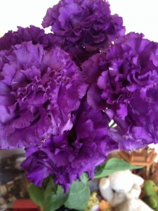 八重咲きもいいね