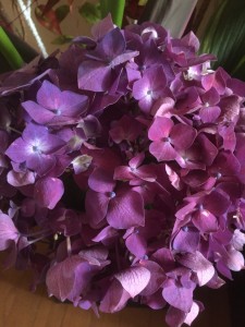 紫紫陽花