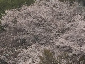 満開桜